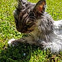 animal, cat, closeup, daylight, ears, feline, flower, fluffy, grass, gray, greenery, leaf, nature, outdoor, paw, pet, relaxed, sunlight, whiskers, white