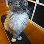 animal, cat, closeup, curious, cute, domestic_cat, feline, fluffy, fur, furniture, green_eyes, household, indoor, paws, pet, portrait, sitting, skateboard, whiskers, wooden_floor