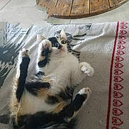Mystic participe au concours pour gagner de l'argent avec cette photo : animal, blanket, calico, cat, cozy, cute, domestic_cat, floor, fur, home, indoor, kitten, lying_down, paws, pet, playful, resting, surprised, wooden_table, young_cat