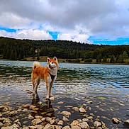 Tenshi participe au concours pour gagner de l'argent avec cette photo : dog, akita, water, lake, rocks, nature, forest, trees, clouds, sky, outdoor, animal, pet, standing, reflection, landscape, scenic, calm, daytime, wildlife