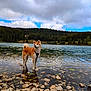 dog, akita, water, lake, rocks, nature, forest, trees, clouds, sky, outdoor, animal, pet, standing, reflection, landscape, scenic, calm, daytime, wildlife