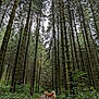 Tenshi a rejoint le concours — aidez-le/la à gagner de superbes lots ! dog, forest, trees, nature, path, outdoor, moss, greenery, canopy, animal, woods, trail, rocky_path, standing, fur, pet, scenery, wilderness, daylight, wildlife