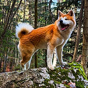 Tenshi participe au concours pour gagner de l'argent avec cette photo : akita, animal, canine, daylight, dog, forest, fur, happy, leaf, moss, nature, outdoor, rock, scenic, smile, standing, sunlight, tree, wildlife, woods