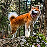 akita, animal, canine, daylight, dog, forest, fur, happy, leaf, moss, nature, outdoor, rock, scenic, smile, standing, sunlight, tree, wildlife, woods