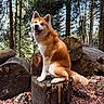 Tenshi participe au concours pour gagner de l'argent avec cette photo : akita, animal, canine, daytime, dog, forest, fur, happy, leaves, logs, mammal, nature, outdoor, pet, sitting, smiling, sunlight, tree_stump, trees, woodland