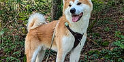Tenshi a rejoint le concours — aidez-le/la à gagner de superbes lots ! dog, akita, forest, nature, outdoor, greenery, trees, moss, leash, harness, animal, pet, happy, panting, fur, canine, walking, adventure, woodland, daylight