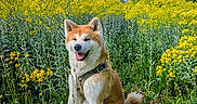 Tenshi a rejoint le concours — aidez-le/la à gagner de superbes lots ! akita, animal, canine, cloud, dog, field, flower, fur, greenery, happy, leash, mountain, nature, outdoor, pet, scenery, sitting, sky, summer, yellow_flower