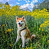 akita, animal, canine, cloud, dog, field, flower, fur, greenery, happy, leash, mountain, nature, outdoor, pet, scenery, sitting, sky, summer, yellow_flower
