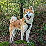 Tenshi a rejoint le concours — aidez-le/la à gagner de superbes lots ! akita, dog, canine, forest, outdoor, moss, tree, leash, harness, tongue_out, ears_up, nature, greenery, leaf, bark, animal, pet, standing, happy, woodland