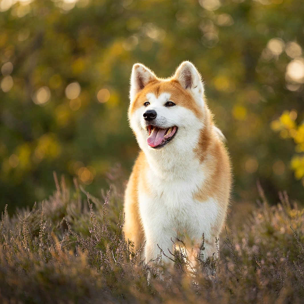 Tenshi a rejoint le concours — aidez-le/la à gagner de superbes lots ! akita, animal, background_blur, canine, daylight, dog, ears_up, field, fur, grass, happy, heather, mammal, nature, outdoor, pet, portrait, summer, sunlight, tongue_out