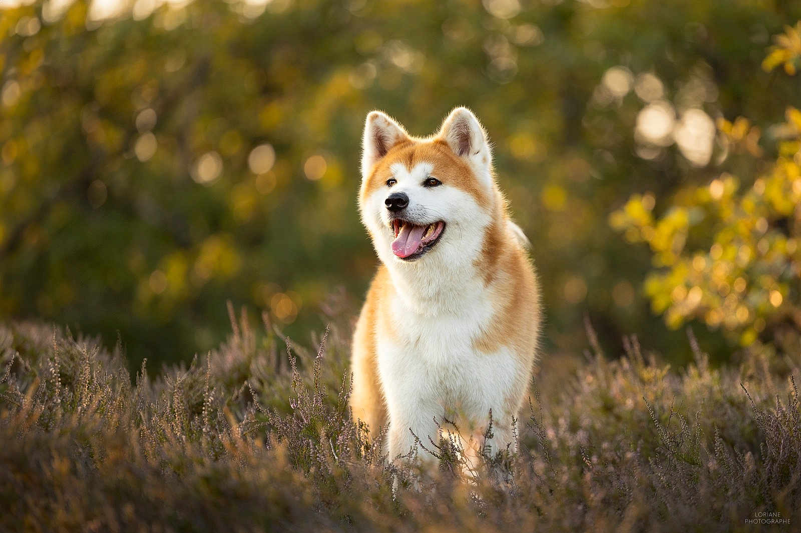 Tenshi a rejoint le concours — aidez-le/la à gagner de superbes lots ! dog, akita, outdoor, field, heather, sunlight, nature, animal, pet, fur, happy, tongue_out, ears_up, grass, summer, daylight, mammal, canine, portrait, background_blur