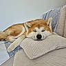 Tenshi participe au concours pour gagner de l'argent avec cette photo : animal, blanket, canine, comfort, cozy, cushion, cute, dog, domestic_animal, fur, furniture, home, indoor, nap, peaceful, pet, relaxed, resting, sleeping, sofa