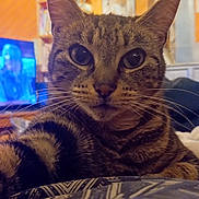 Locky a rejoint le concours — aidez-le/la à gagner de superbes lots ! blurred_background, cat, close_up, couch, cozy, curious, domestic_animal, feline, furniture, indoor, living_room, person, pet, phone, relaxing, screen, striped, tabby, television, whiskers