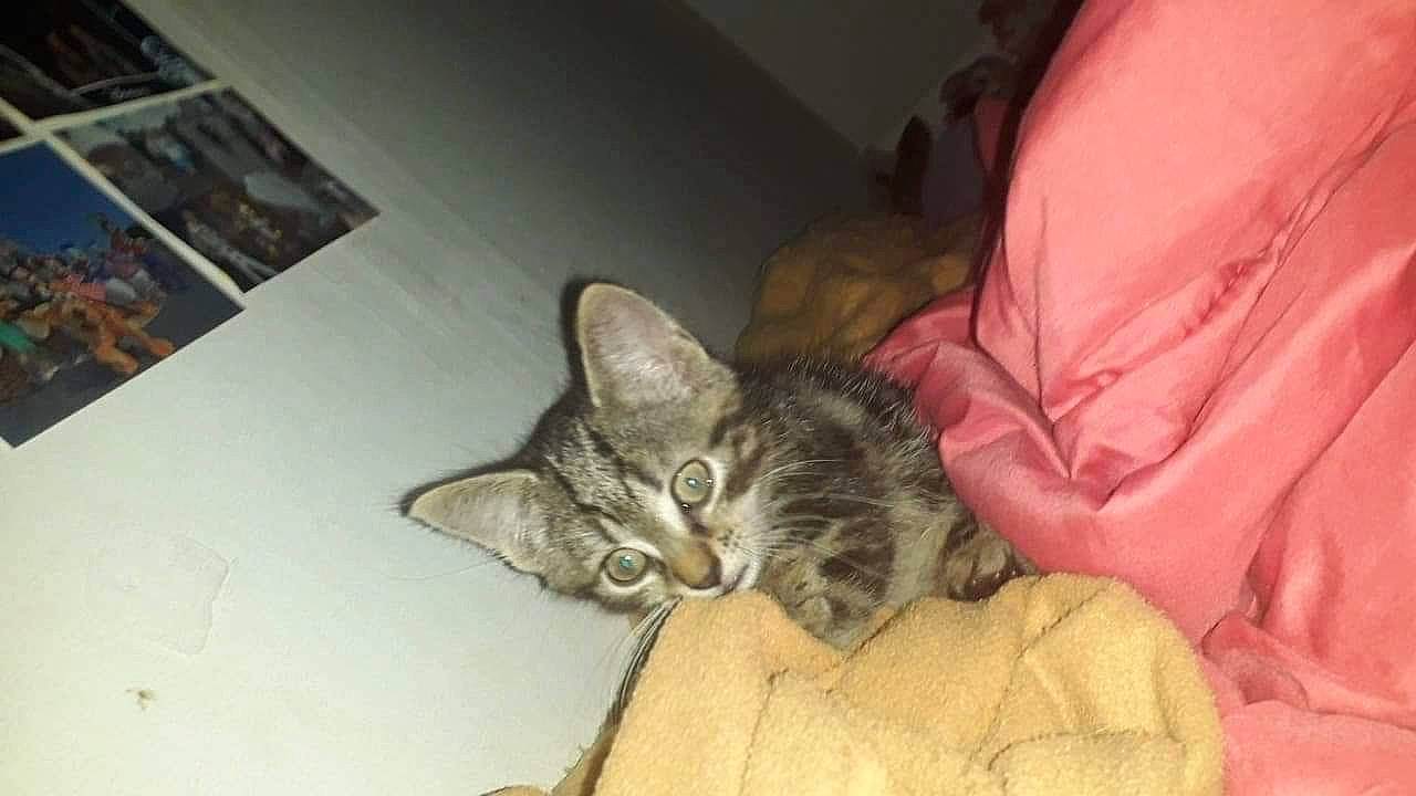 Juju a rejoint le concours — aidez-le/la à gagner de superbes lots ! american_shorthair, asian, australian_mist, bengal, california_spangled, carnivore, cat, domestic_short_haired_cat, dragon_li, egyptian_mau, european_shorthair, felidae, kitten, mammal, ocicat, pixie_bob, small_to_medium_sized_cats, tabby_cat, vertebrate, whiskers