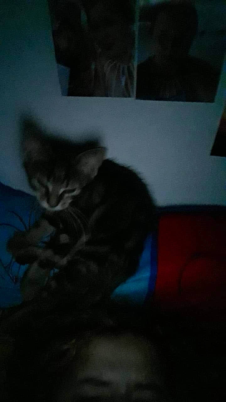 Juju participe au concours pour gagner de l'argent avec cette photo : black, carnivore, cat, darkness, domestic_short_haired_cat, ear, eye, felidae, fur, kitten, norwegian_forest_cat, small_to_medium_sized_cats, snapshot, tail, whiskers