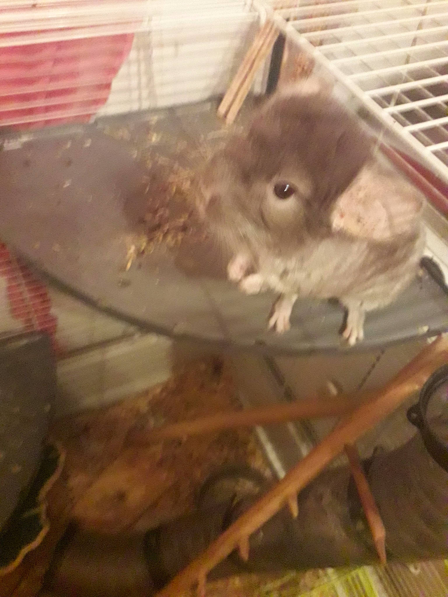 Nina participe au concours pour gagner de l'argent avec cette photo : degu, fawn, gerbil, rodent