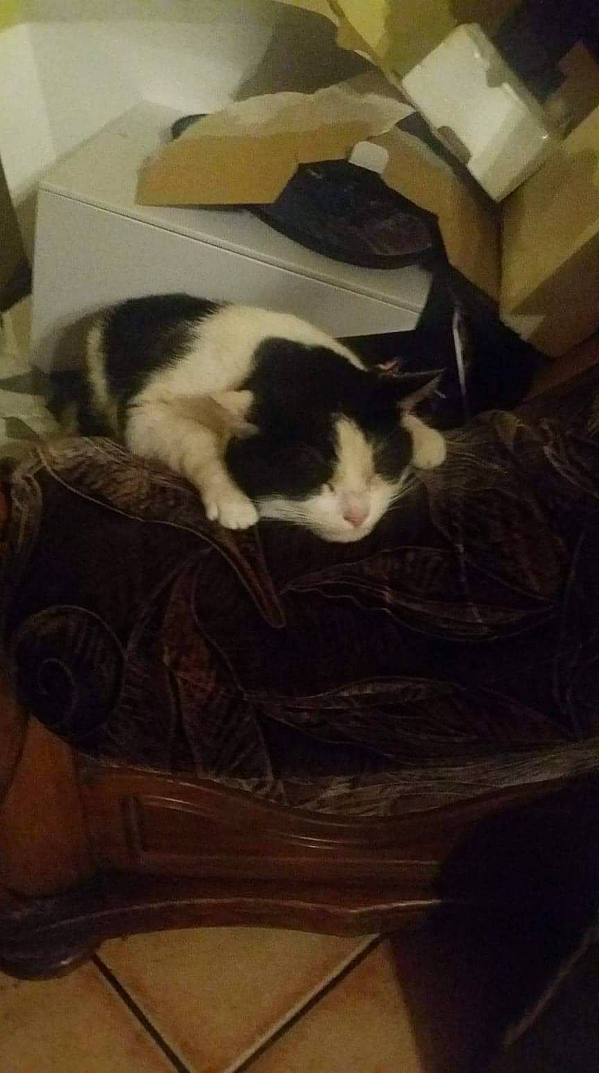 Lukie a rejoint le concours — aidez-le/la à gagner de superbes lots ! carnivore, cat, european_shorthair, felidae, fur, kitten, small_to_medium_sized_cats, tail, whiskers