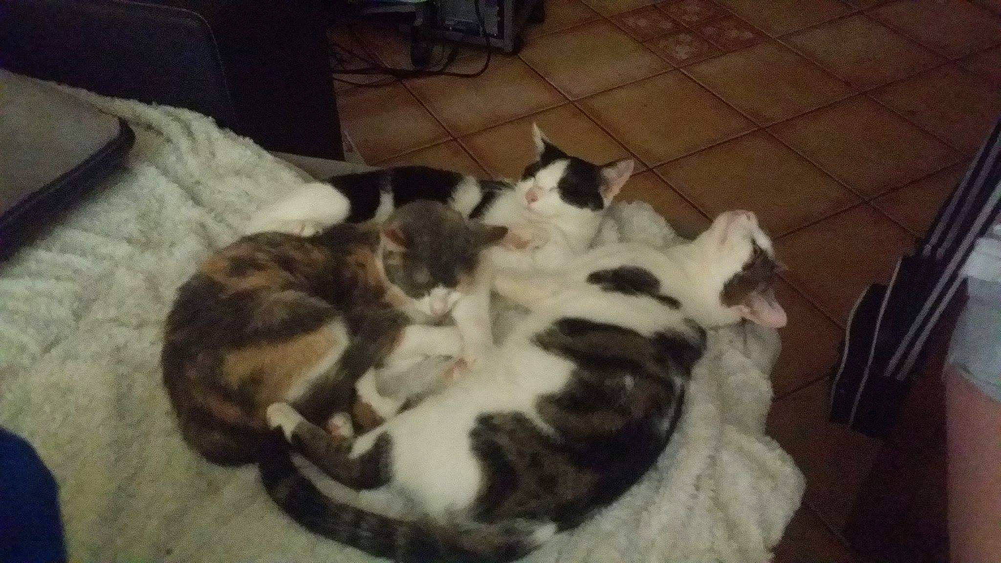 Lukie participe au concours pour gagner de l'argent avec cette photo : carnivore, cat, domestic_short_haired_cat, european_shorthair, felidae, kitten, mammal, norwegian_forest_cat, small_to_medium_sized_cats, tail, vertebrate, whiskers