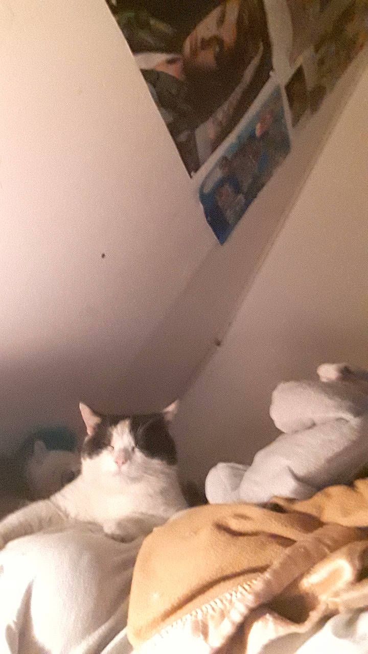 Lukie participe au concours pour gagner de l'argent avec cette photo : carnivore, cat, comfort, domestic_short_haired_cat, european_shorthair, felidae, kitten, leg, paw, room, small_to_medium_sized_cats, whiskers