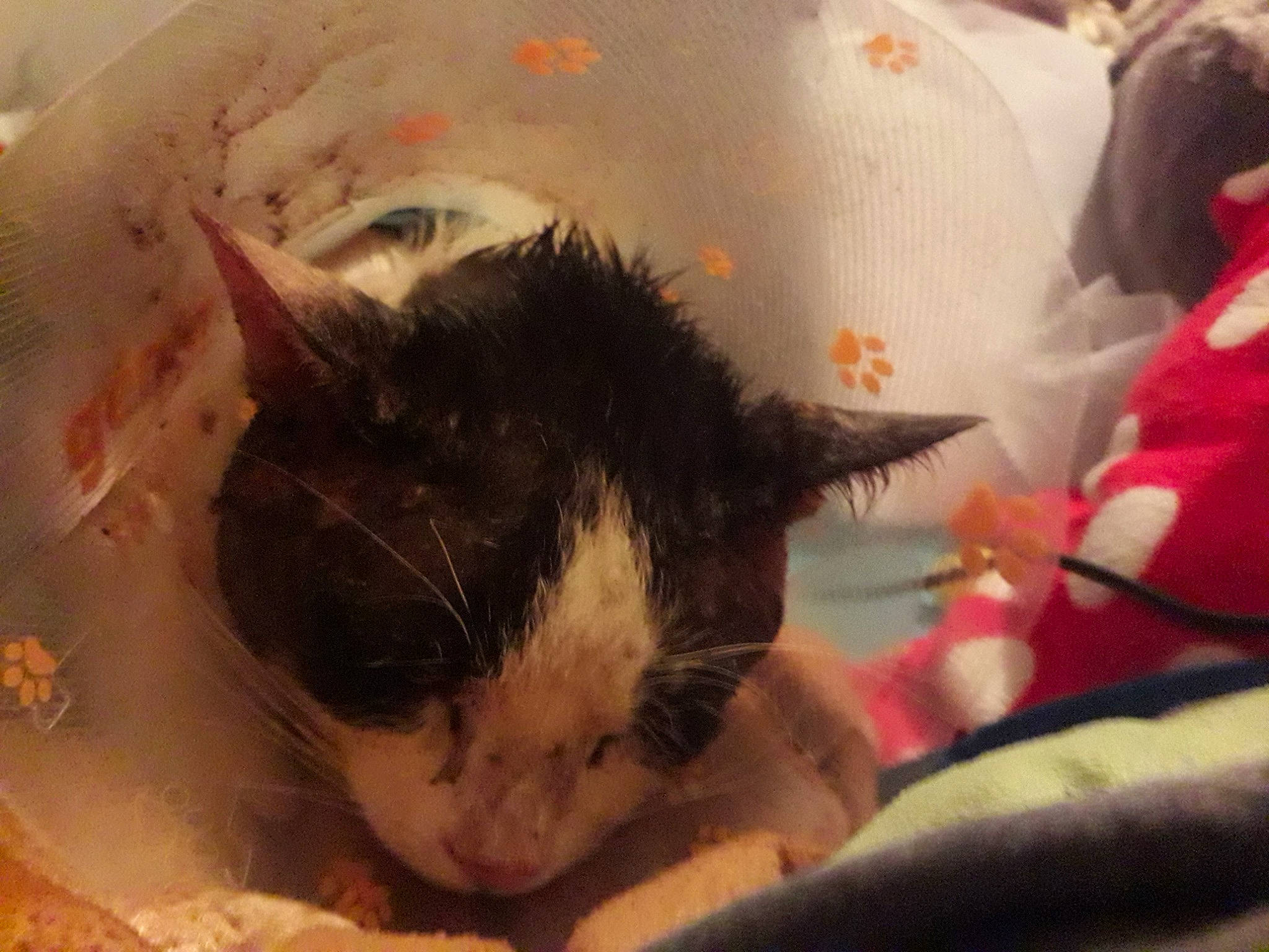 Lukie participe au concours pour gagner de l'argent avec cette photo : carnivore, cat, cornish_rex, ear, eye, felidae, german_rex, kitten, nap, nose, small_to_medium_sized_cats, snout, whiskers