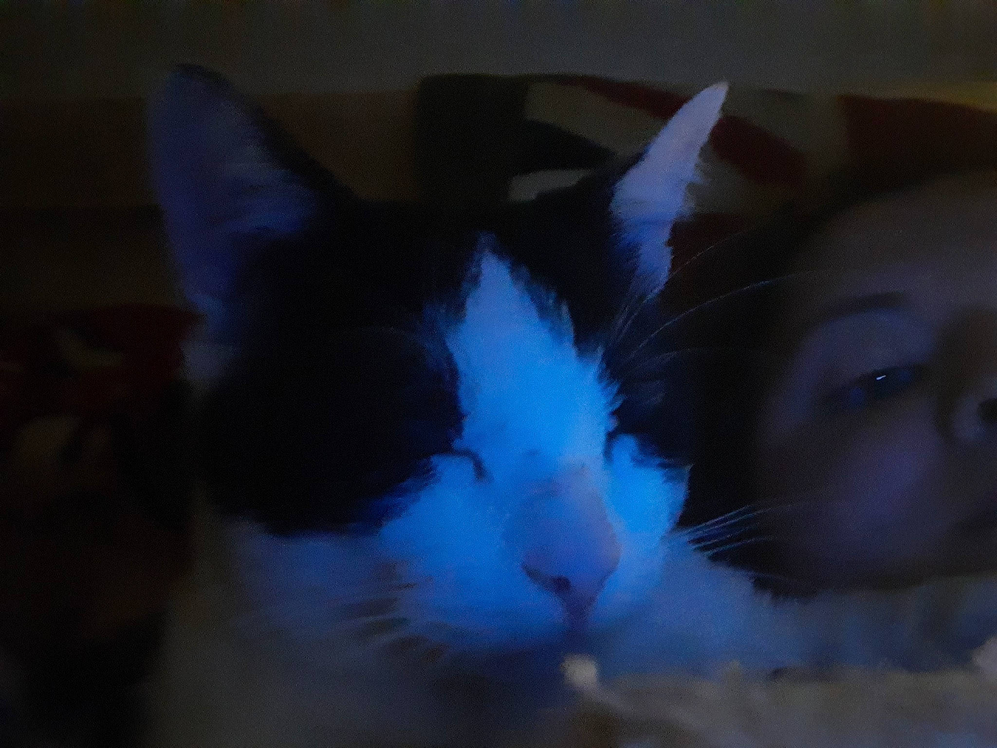 Lukie participe au concours pour gagner de l'argent avec cette photo : black, carnivore, cat, ear, european_shorthair, eye, felidae, fur, kitten, norwegian_forest_cat, nose, ojos_azules, paw, polydactyl_cat, sky, small_to_medium_sized_cats, snout, tail, whiskers