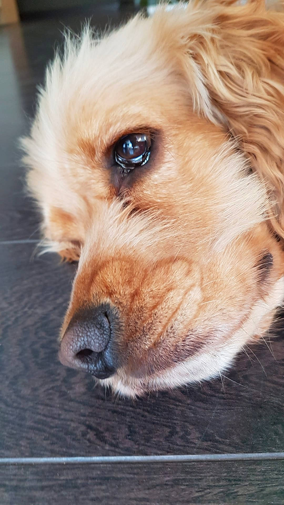 Stormy a rejoint le concours — aidez-le/la à gagner de superbes lots ! canidae, carnivore, close_up, companion_dog, dog, dog_breed, dog_supply, ear, eye, fawn, fur, hair, head, liver, pet_supply, snout, sporting_group, whiskers, wildlife, working_animal