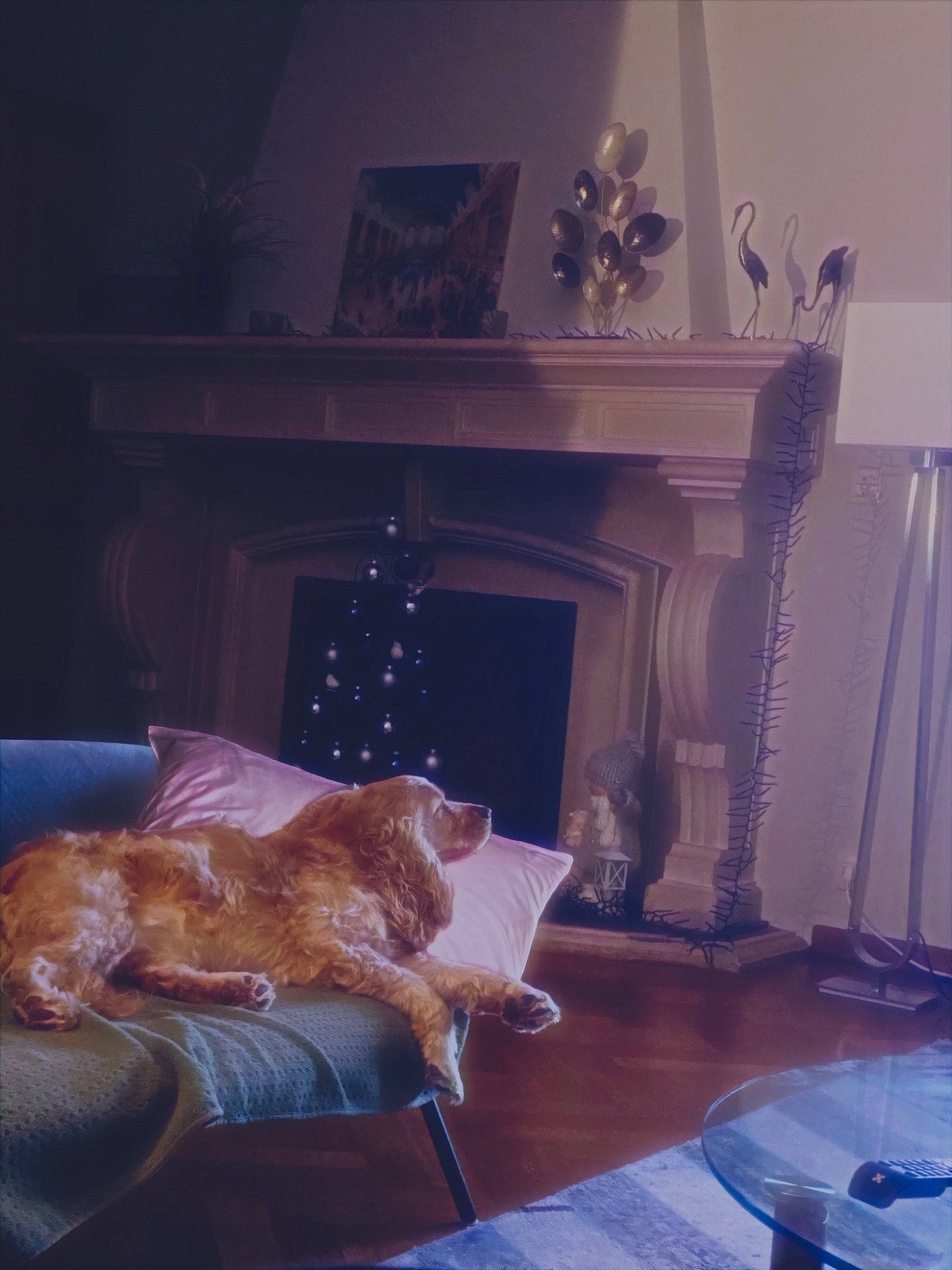 Zebi participe au concours pour gagner de l'argent avec cette photo : blue, carnivore, chair, comfort, companion_dog, couch, dog, dog_breed, fawn, felidae, floor, flooring, furniture, hardwood, interior_design, living_room, room, small_to_medium_sized_cats, tints_and_shades, wood