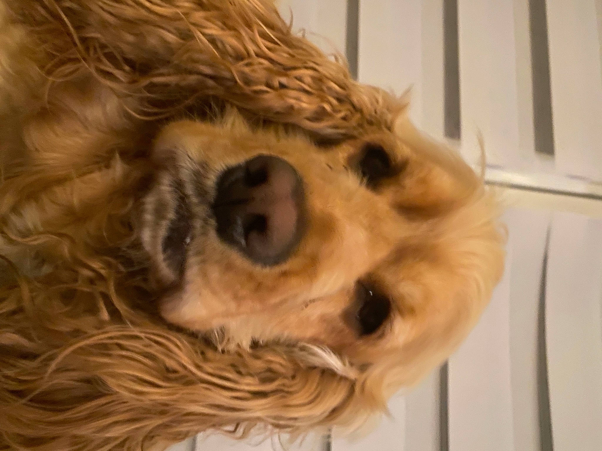 Storm participe au concours pour gagner de l'argent avec cette photo : bird_of_prey, carnivore, close_up, companion_dog, dog, dog_breed, eye, fawn, fur, jaw, liver, mammal, snout, spaniel, sporting_group, terrier, toy_dog, vertebrate, whiskers, wood