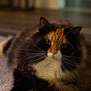 Cali joined the competition — help win amazing prizes! animal, calico, carpet, cat, closeup, cute, domestic, eyes, feline, floor, fluffy, fur, indoor, laying, mammal, pet, portrait, relaxed, soft, whiskers