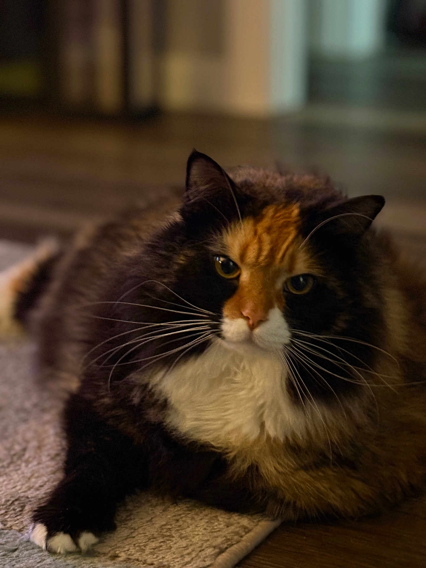 Cali joined the competition — help win amazing prizes! animal, calico, carpet, cat, closeup, cute, domestic, eyes, feline, floor, fluffy, fur, indoor, laying, mammal, pet, portrait, relaxed, soft, whiskers