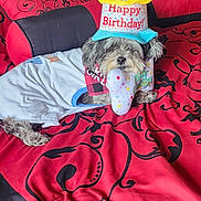 Princess is registered to the contest to win money with this photo: dog, birthday, party_hat, costume, toy, polka_dots, bed, bedding, indoor, portrait, small_dog, shaggy_fur, gray_fur, happy_birthday, celebration, sitting, lying_down, pet, colorful, home