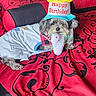 dog, birthday, party_hat, costume, toy, polka_dots, bed, bedding, indoor, portrait, small_dog, shaggy_fur, gray_fur, happy_birthday, celebration, sitting, lying_down, pet, colorful, home