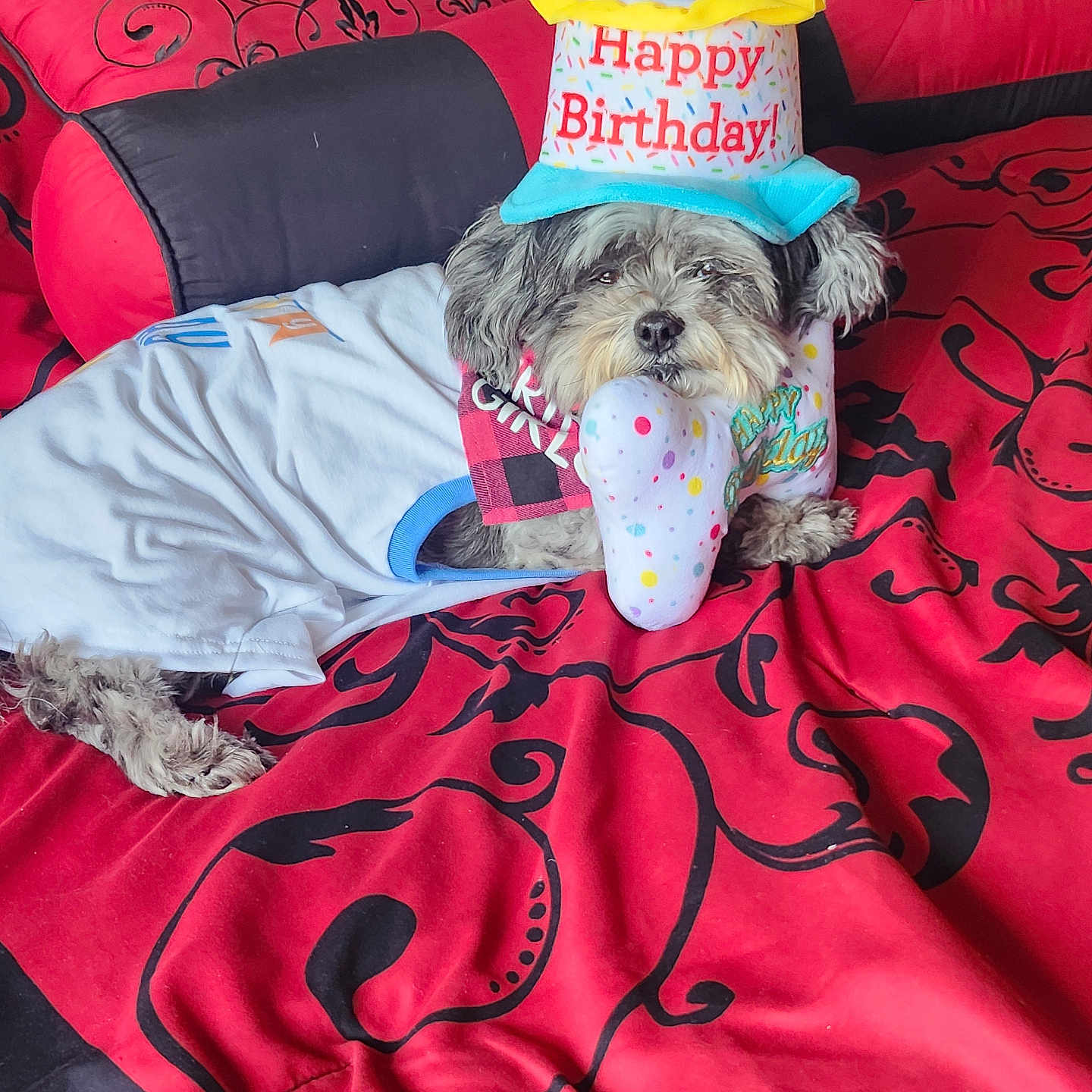 Princess is registered to the contest to win money with this photo: dog, birthday, party_hat, costume, toy, polka_dots, bed, bedding, indoor, portrait, small_dog, shaggy_fur, gray_fur, happy_birthday, celebration, sitting, lying_down, pet, colorful, home