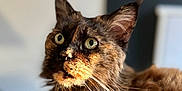Fabuleuse participe au concours pour gagner de l'argent avec cette photo : cat, tortoiseshell, fluffy, fur, green_eyes, indoor, portrait, close_up, pet, animal, whiskers, ears, feline, cute, soft_light, background_blur, curious, sitting, cozy, warm_light