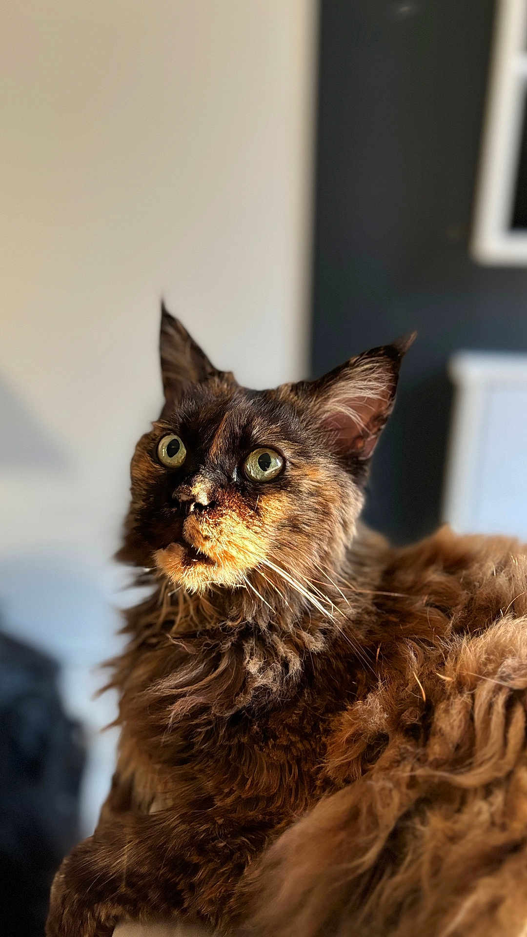 Fabuleuse participe au concours pour gagner de l'argent avec cette photo : cat, tortoiseshell, fluffy, fur, green_eyes, indoor, portrait, close_up, pet, animal, whiskers, ears, feline, cute, soft_light, background_blur, curious, sitting, cozy, warm_light