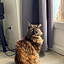 cat, tortoiseshell, fluffy, indoor, window, curtain, floor, wooden_floor, pet, animal, feline, sitting, looking, natural_light, home, domestic, ears, tail, green_eyes, quiet