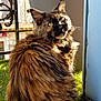 Fabuleuse participe au concours pour gagner de l'argent avec cette photo : cat, tortoiseshell, fluffy_fur, green_eyes, outdoor, balcony, artificial_grass, sunlight, plant_pot, rustic, curious, pet, feline, closeup, portrait, whiskers, ears, tail, nature, daylight