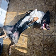 Bedi a rejoint le concours — aidez-le/la à gagner de superbes lots ! dog, black_and_white, lying_down, happy, tongue_out, paws, fur, short_hair, pet, indoor, tile_floor, patterned_floor, kitchen, sunlight, relaxed, playful, portrait, animal, home, sideways_photo