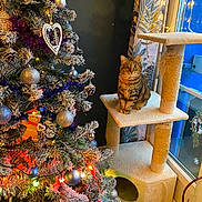 Tequila a rejoint le concours — aidez-le/la à gagner de superbes lots ! cat, tabby_cat, cat_tree, christmas_tree, ornaments, lights, window, curtains, indoor, holiday, festive, decorations, pine_cones, frosted_tree, furniture, cozy, pets, animal, home, seasonal
