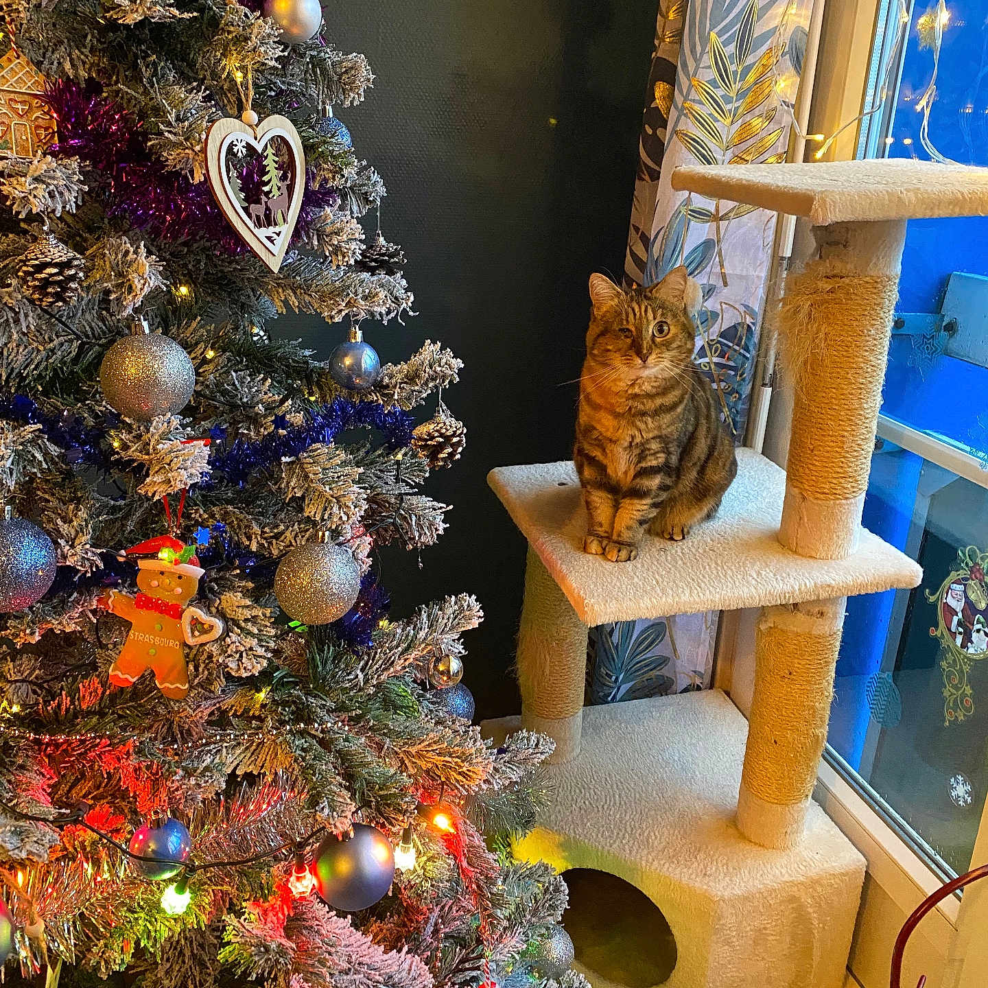 Tequila a rejoint le concours — aidez-le/la à gagner de superbes lots ! animal, cat, cat_tree, christmas_tree, cozy, curtains, decorations, festive, frosted_tree, furniture, holiday, home, indoor, lights, ornaments, pets, pine_cones, seasonal, tabby_cat, window
