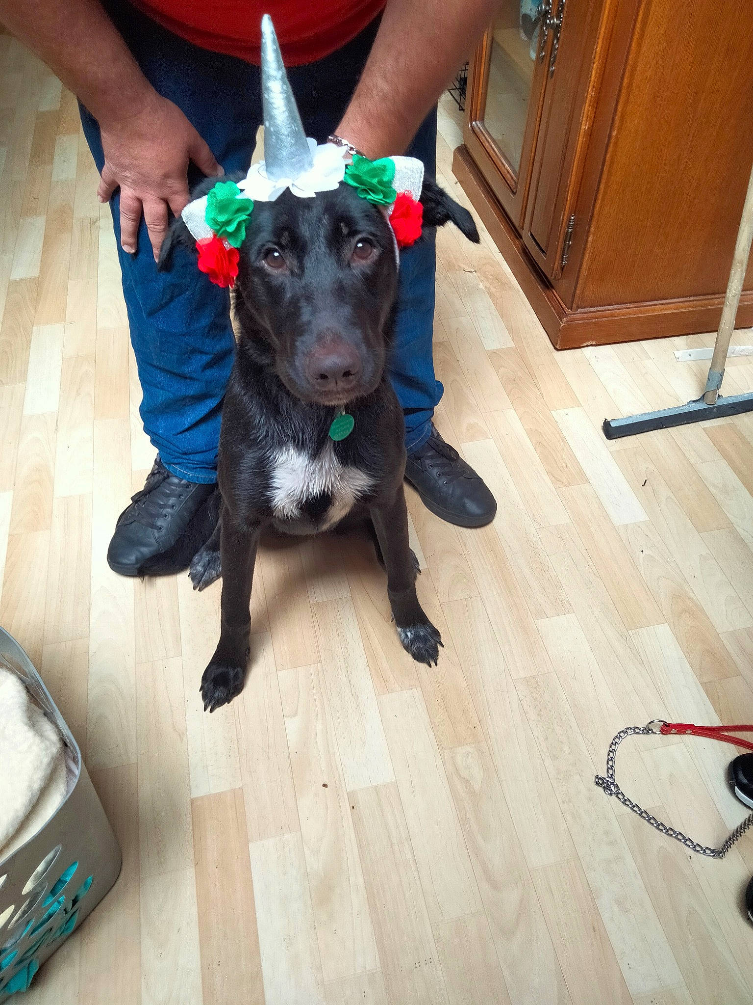 Elza a rejoint le concours — aidez-le/la à gagner de superbes lots ! cabinetry, carnivore, companion_dog, dog, dog_breed, door, electric_blue, felidae, floor, flooring, hardwood, laminate_flooring, party_hat, sporting_group, tail, varnish, wood, wood_flooring, wood_stain, working_animal