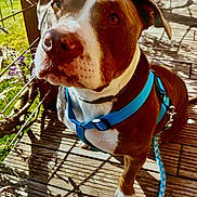 Spicy participe au concours pour gagner de l'argent avec cette photo : dog, brown, white, blue_harness, leash, wooden_deck, outdoor, sunlight, shadow, pet, canine, close_up, sitting, attentive, curious, nature, leash_clip, daylight, animal, portrait