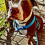 dog, brown, white, blue_harness, leash, wooden_deck, outdoor, sunlight, shadow, pet, canine, close_up, sitting, attentive, curious, nature, leash_clip, daylight, animal, portrait