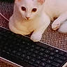 Miette joined the competition — help win amazing prizes! cat, kitten, white_cat, pet, animal, lying_down, paws, ears, eyes, whiskers, keyboard, computer, technology, indoor, carpet, home, cozy, cute, portrait, relaxed