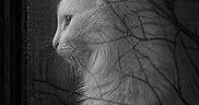 Miette is registered to the contest to win money with this photo: cat, feline, animal, portrait, profile, close_up, whiskers, ears, fur, window, raindrops, rain, wet_glass, black_and_white, monochrome, moody, indoor, reflection, dramatic_lighting, photography
