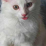 Miette joined the competition — help win amazing prizes! cat, kitten, white_fur, fluffy, long_hair, pink_nose, pink_tongue, golden_eyes, whiskers, pointed_ears, close_up, portrait, pet, cute, adorable, sitting, indoor, denim, textured_surface, photography