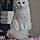 Miette