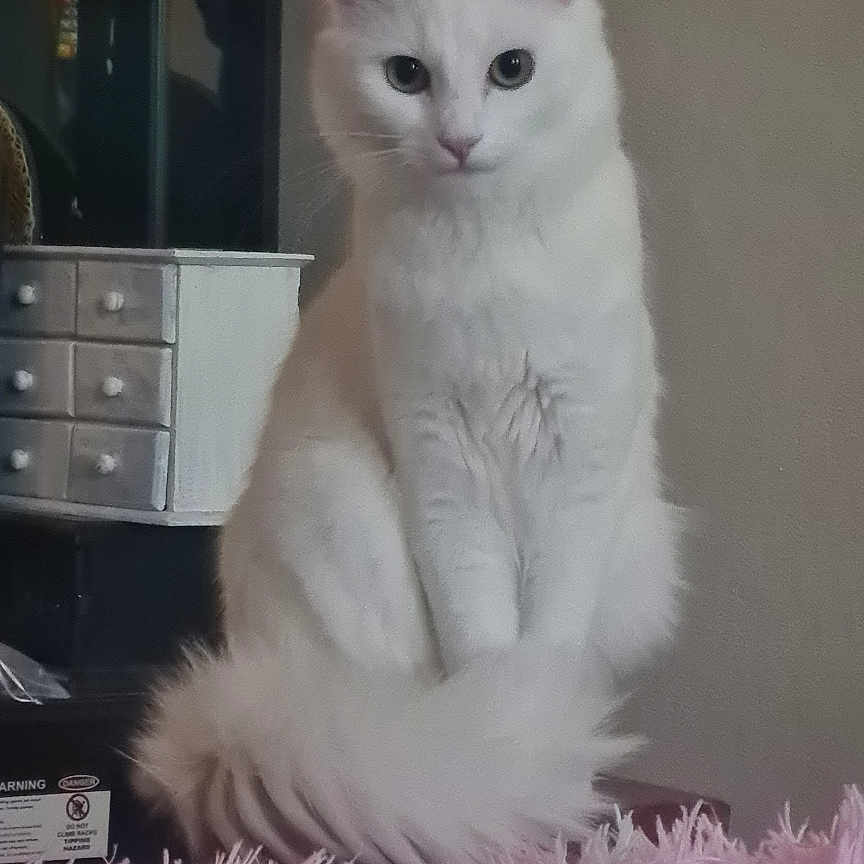 Miette joined the competition — help win amazing prizes! cat, white_cat, fluffy, long_hair, sitting, upright, portrait, pet, animal, feline, blue_eyes, indoors, bedroom, blanket, pink_blanket, furniture, dresser, drawer, home, cute