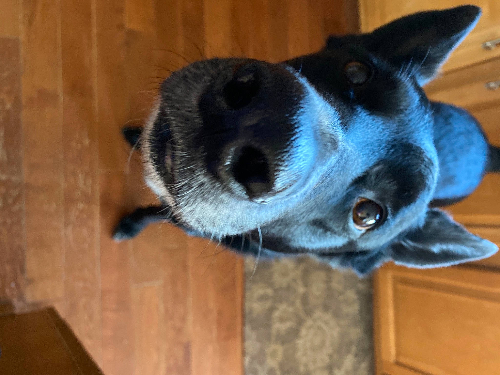 Cooper is registered to the contest to win money with this photo: canidae, carnivore, collar, companion_dog, dog, dog_breed, ear, electric_blue, fawn, felidae, flooring, fur, grey, hardwood, snout, sporting_group, tail, whiskers, wood, working_animal