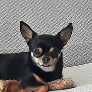 Saphyr participe au concours pour gagner de l'argent avec cette photo : dog, chihuahua, pet, small_dog, animal, black_and_tan, tongue_out, couch, indoor, resting, cute, ears_up, fur, looking_at_camera, face, paw, texture, patterned_background, relaxed, companion